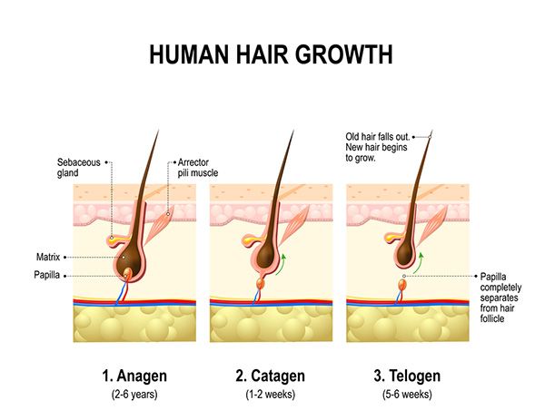 Human Hair Growth
